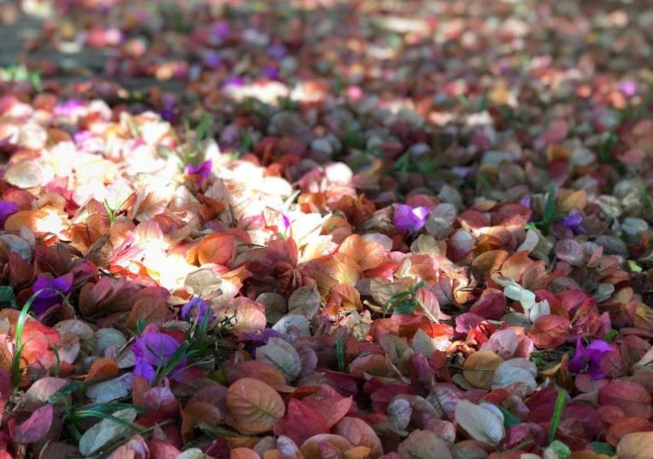 Pousada Halliny Do Rosa Praia do Rosa Εξωτερικό φωτογραφία