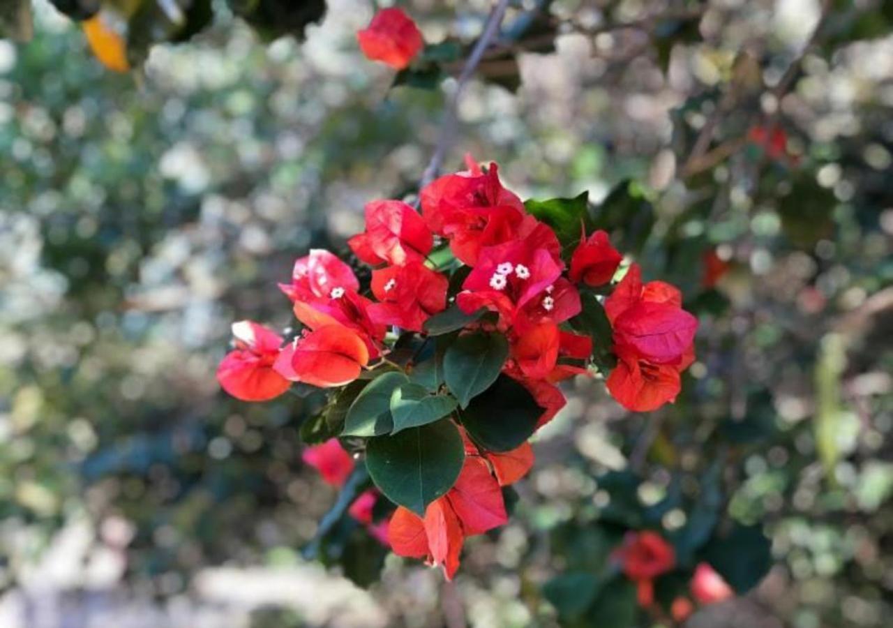 Pousada Halliny Do Rosa Praia do Rosa Εξωτερικό φωτογραφία